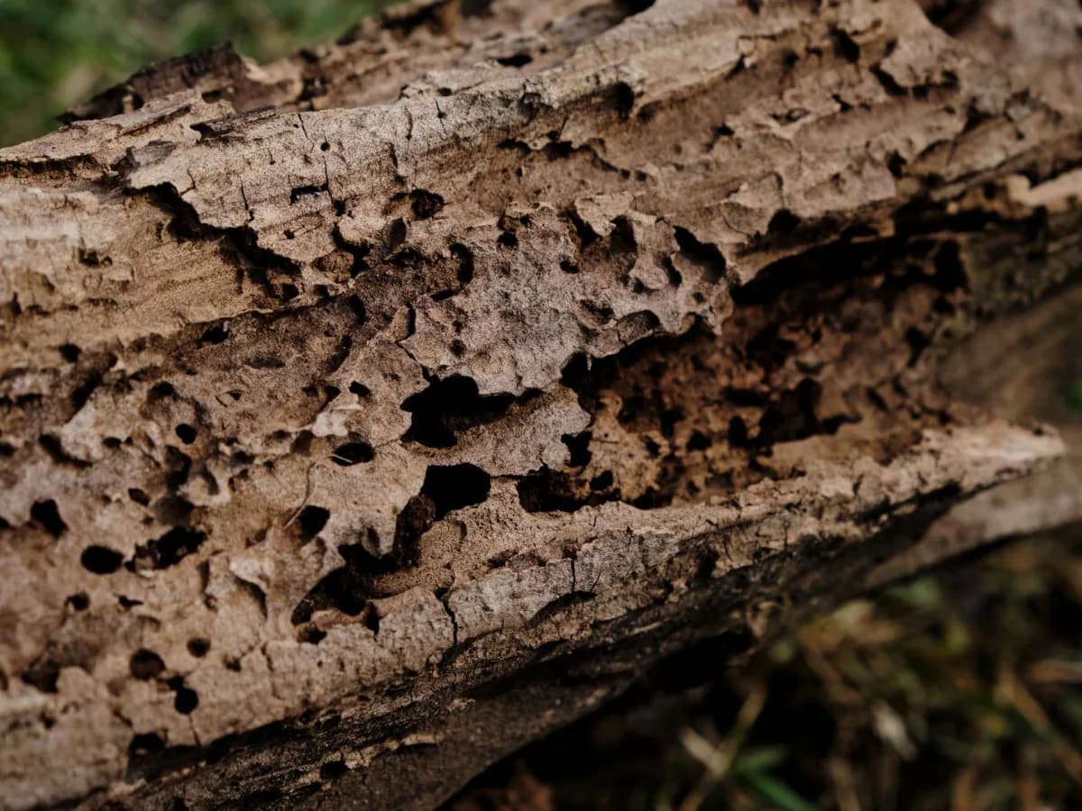 Close-up of rotting wood on a deck