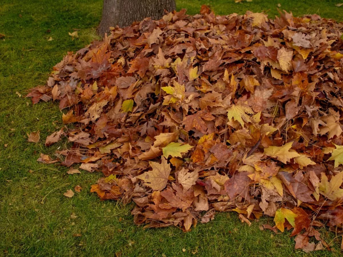 Close up of a leaf pile ready for removal
